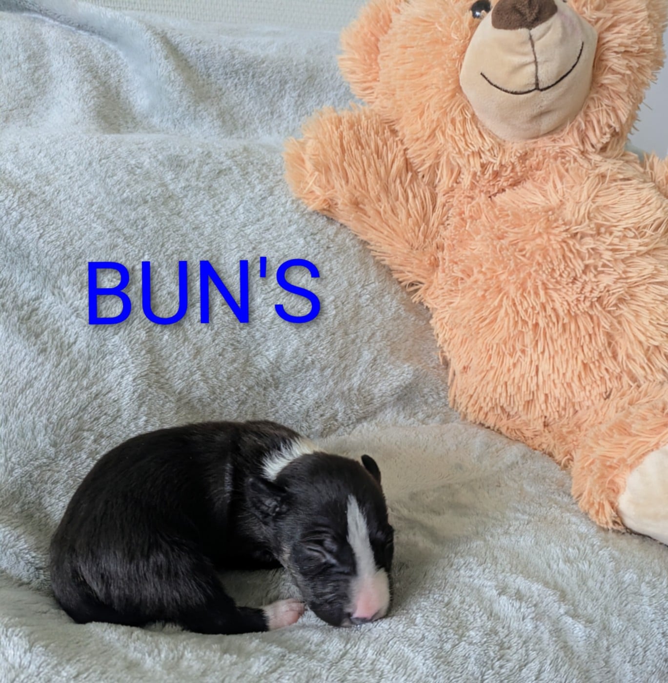 Bull Terrier Miniature - des Minis Diables de Taz