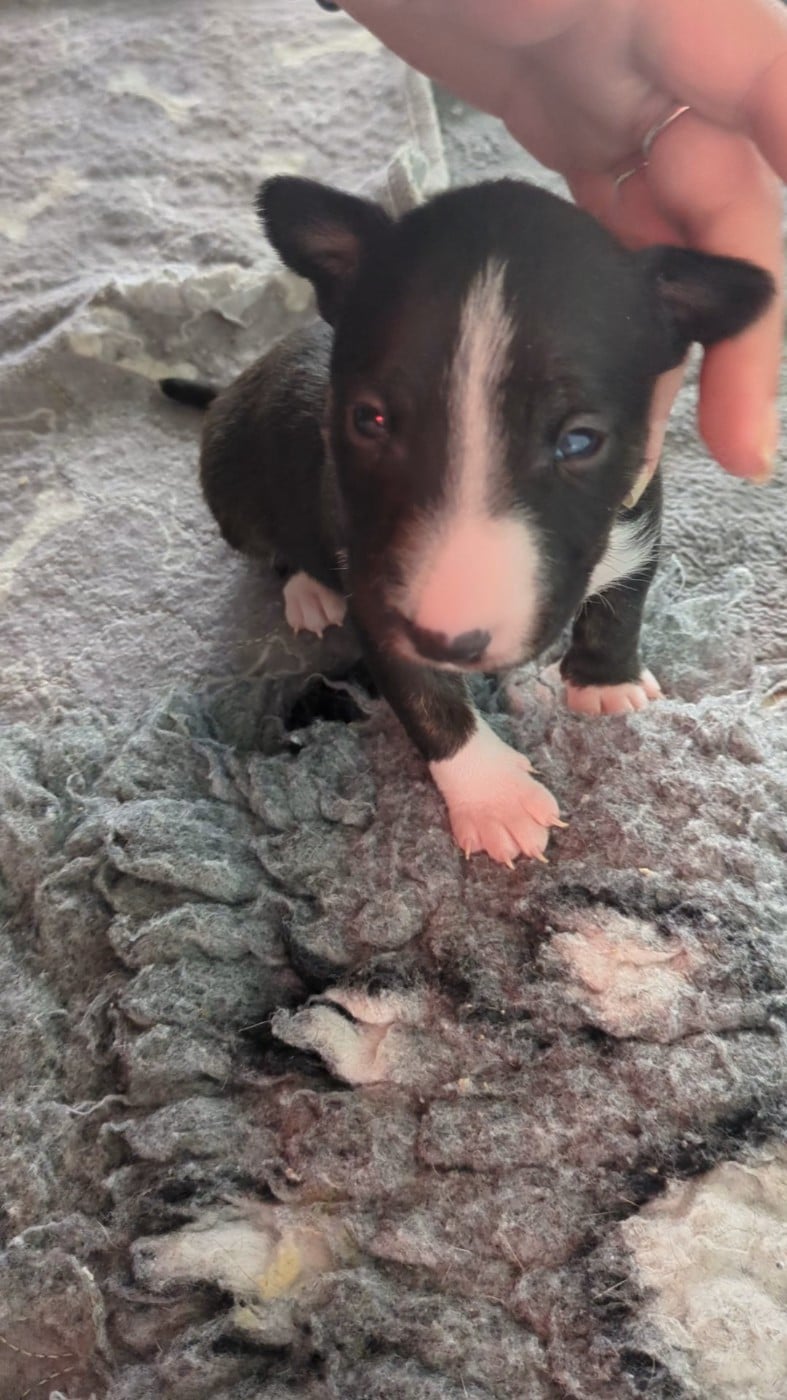 Bull Terrier Miniature - des Minis Diables de Taz