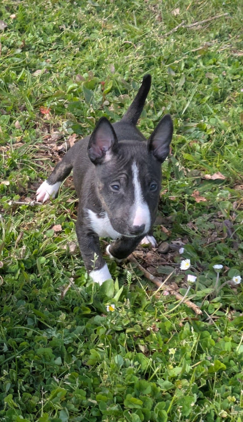 Bull Terrier Miniature - des Minis Diables de Taz