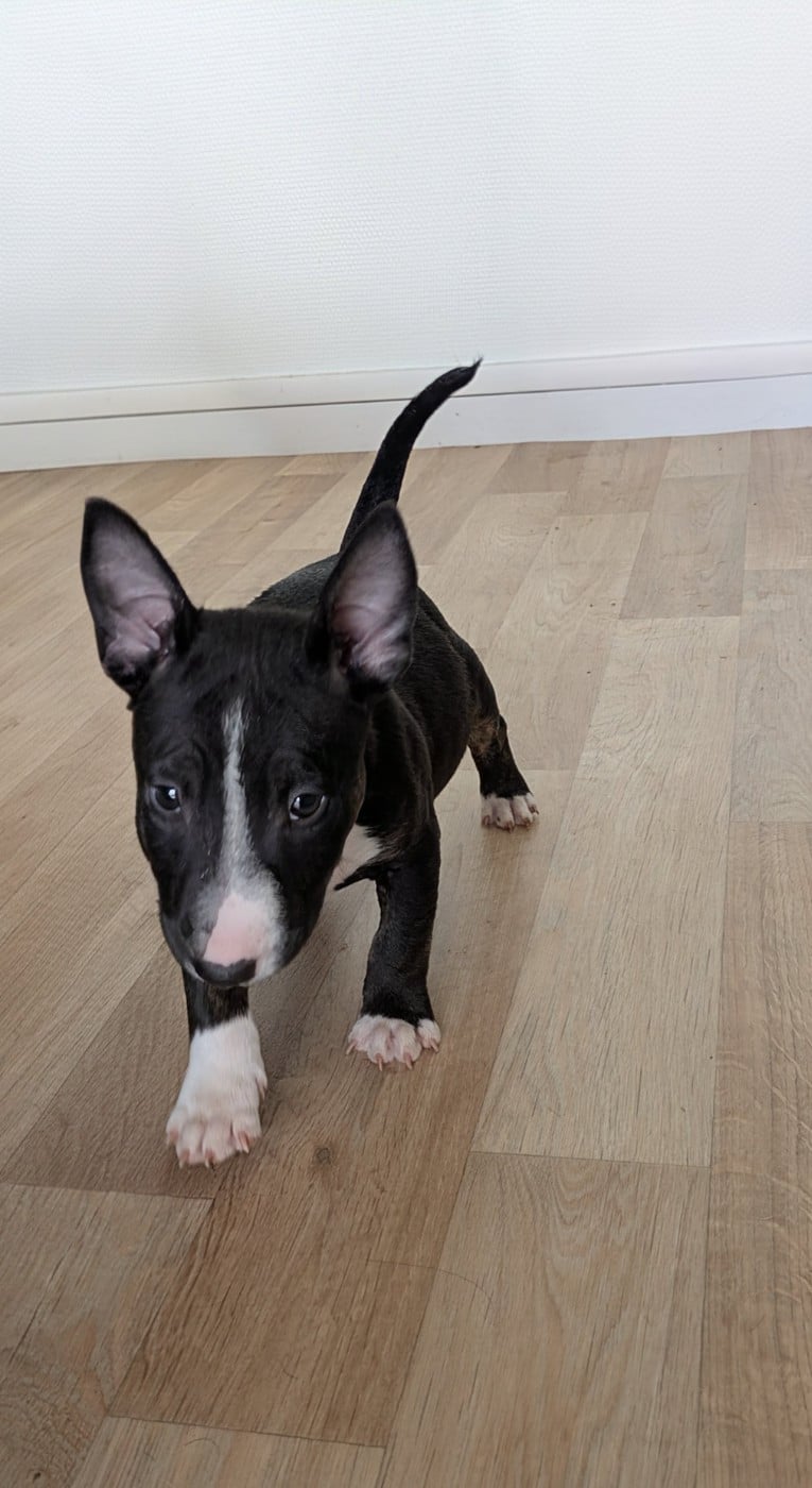 Bull Terrier Miniature - des Minis Diables de Taz