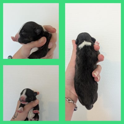 Les chiots de Bull Terrier Miniature