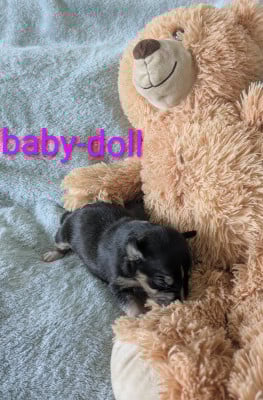 Les chiots de Bull Terrier Miniature