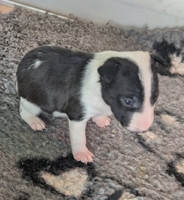 Les chiots de Bull Terrier Miniature