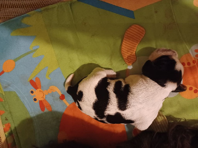 Les chiots de Cocker Spaniel Anglais