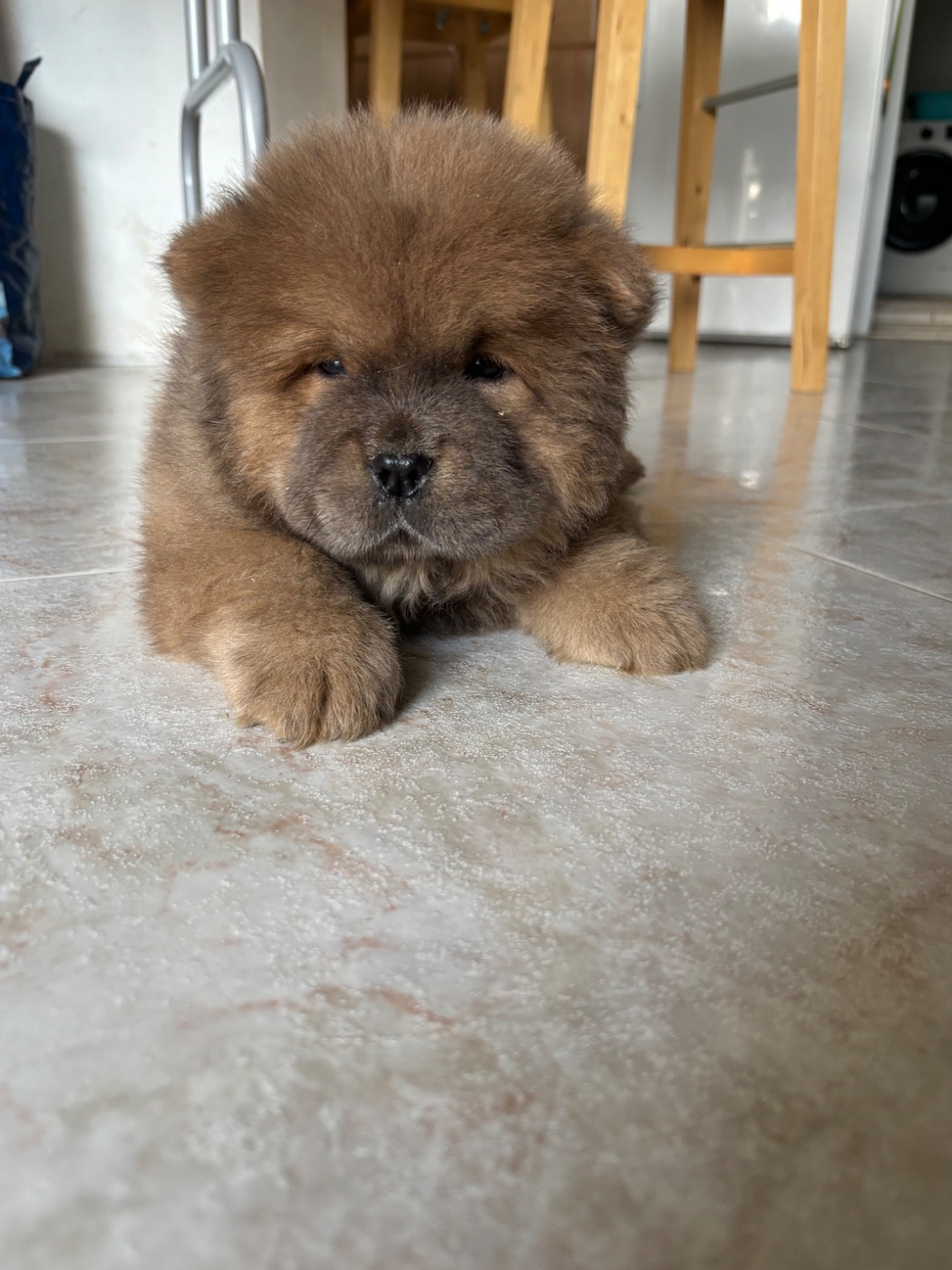 Chow Chow - Du Domaine Des Grosses Papattes
