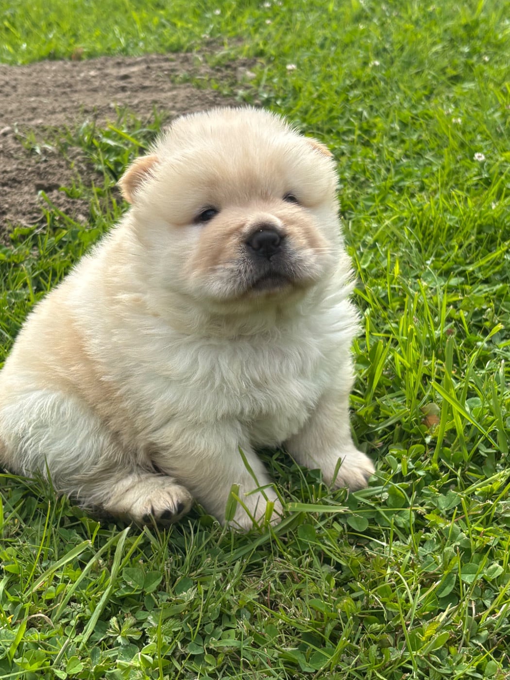 Chow Chow - Du Domaine Des Grosses Papattes