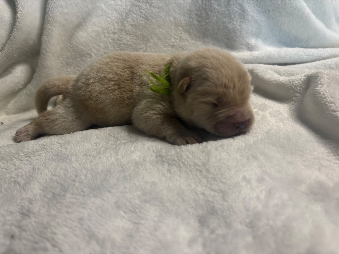 CHIOT 7 - Chow Chow