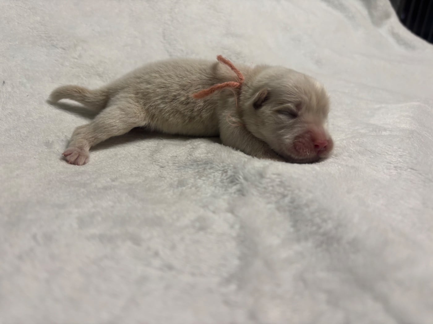 CHIOT 1 - Chow Chow