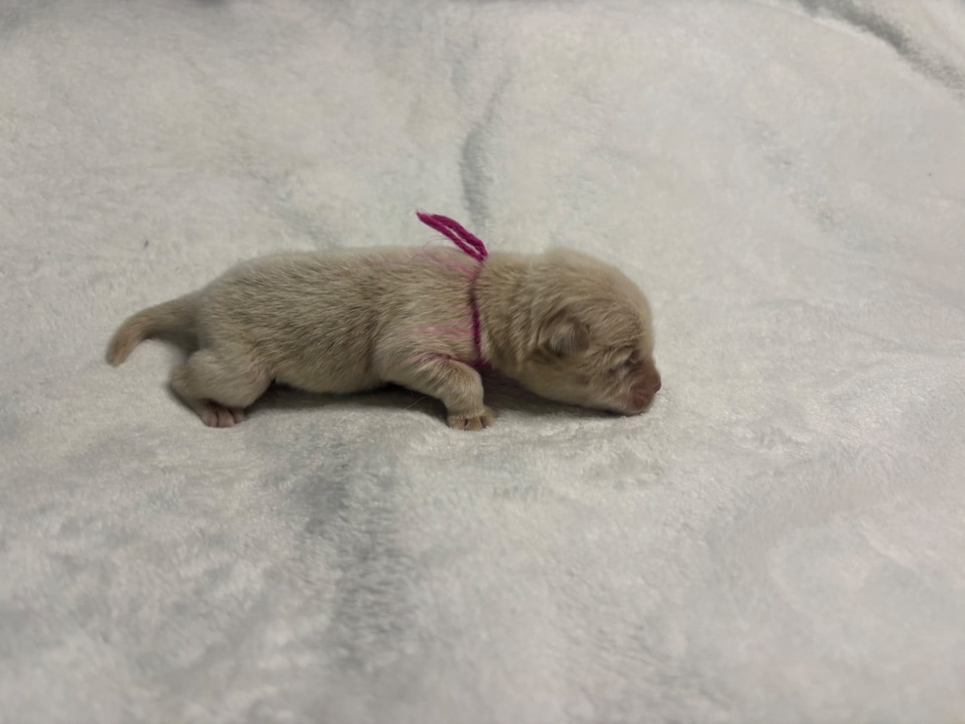CHIOT 2 - Chow Chow