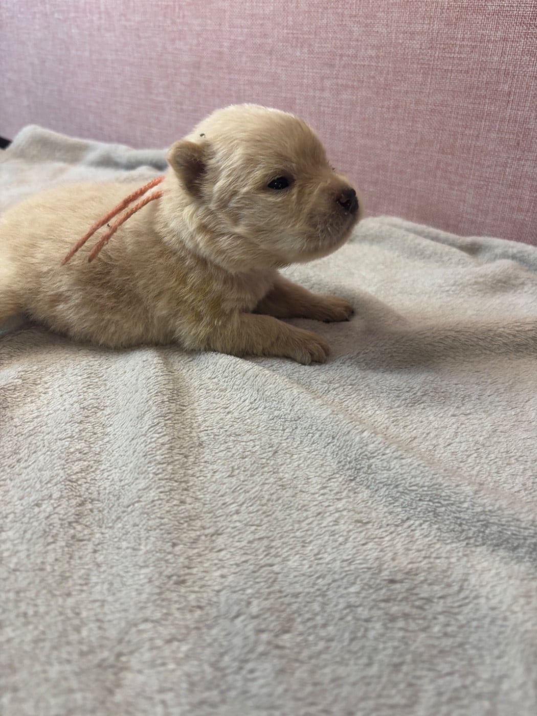 CHIOT 1