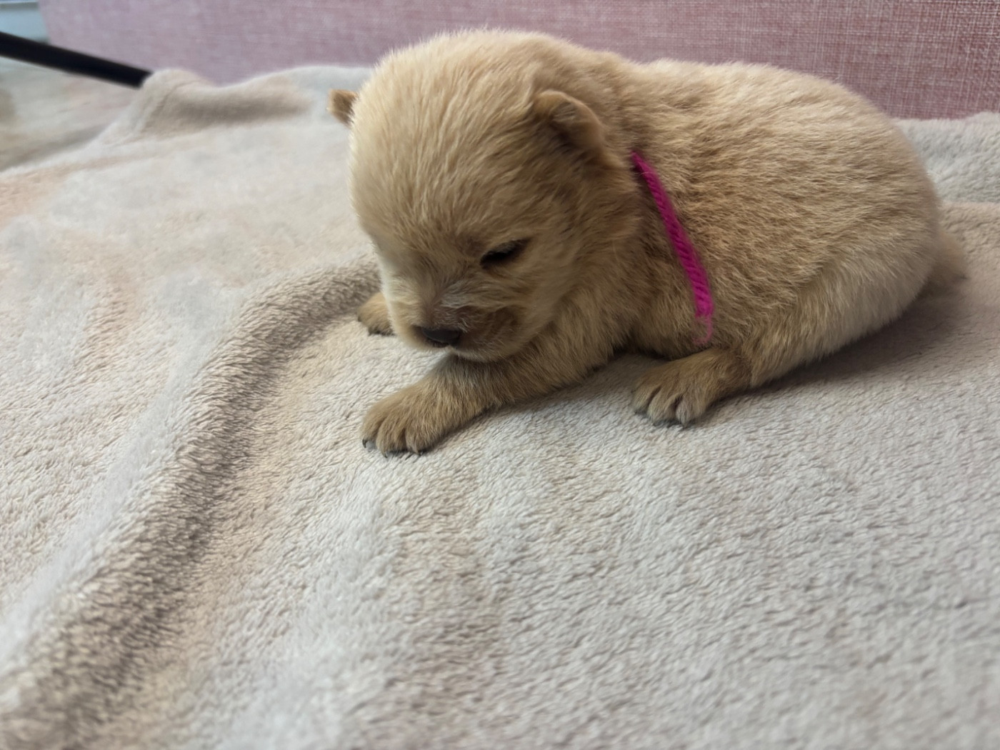 CHIOT 2