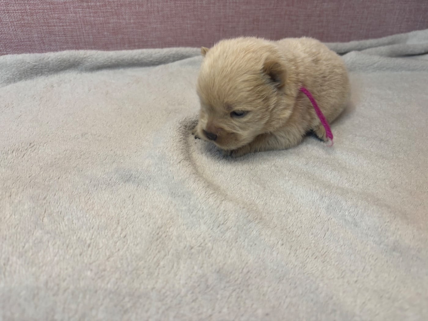 CHIOT 2