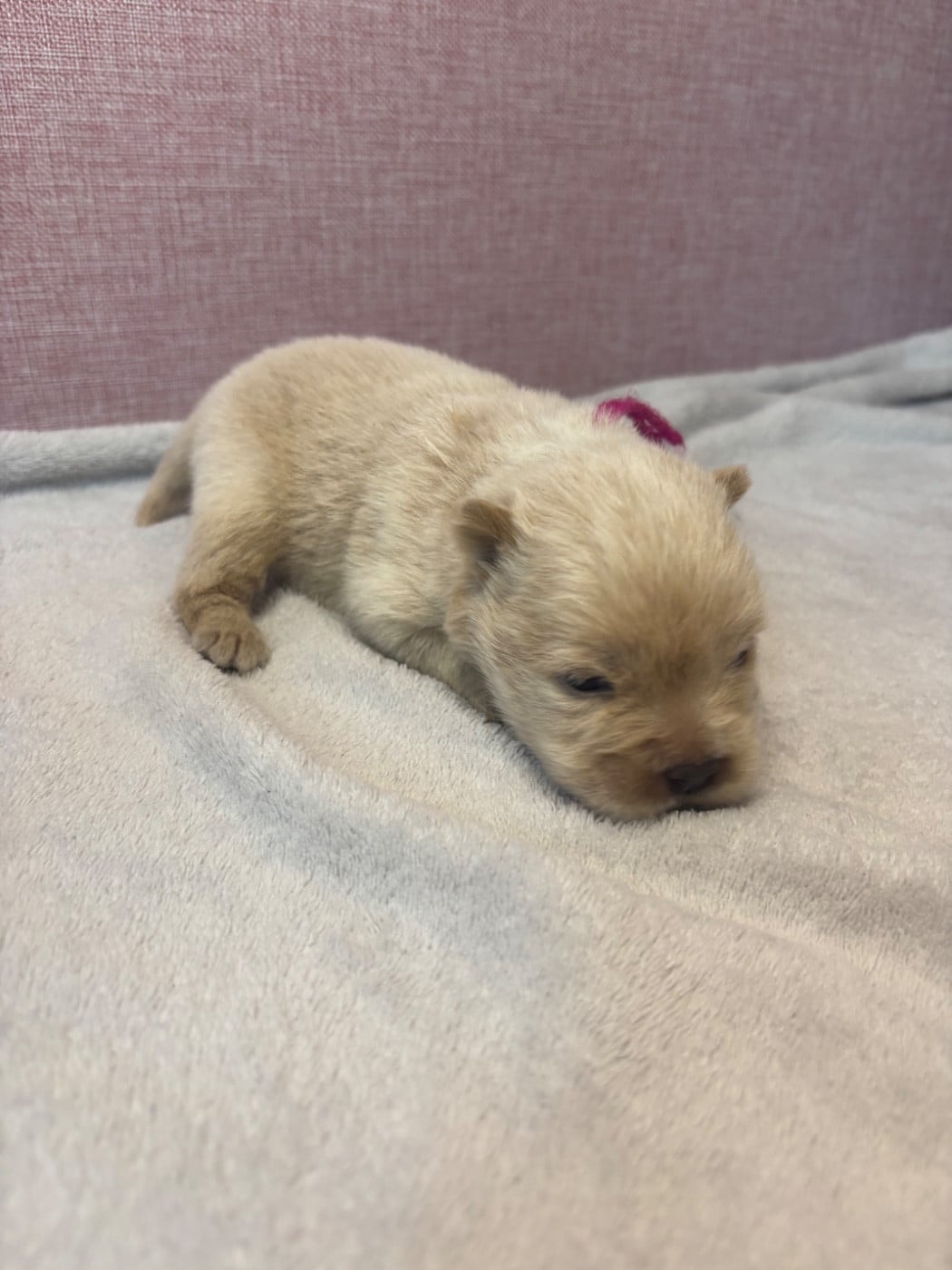 CHIOT 2