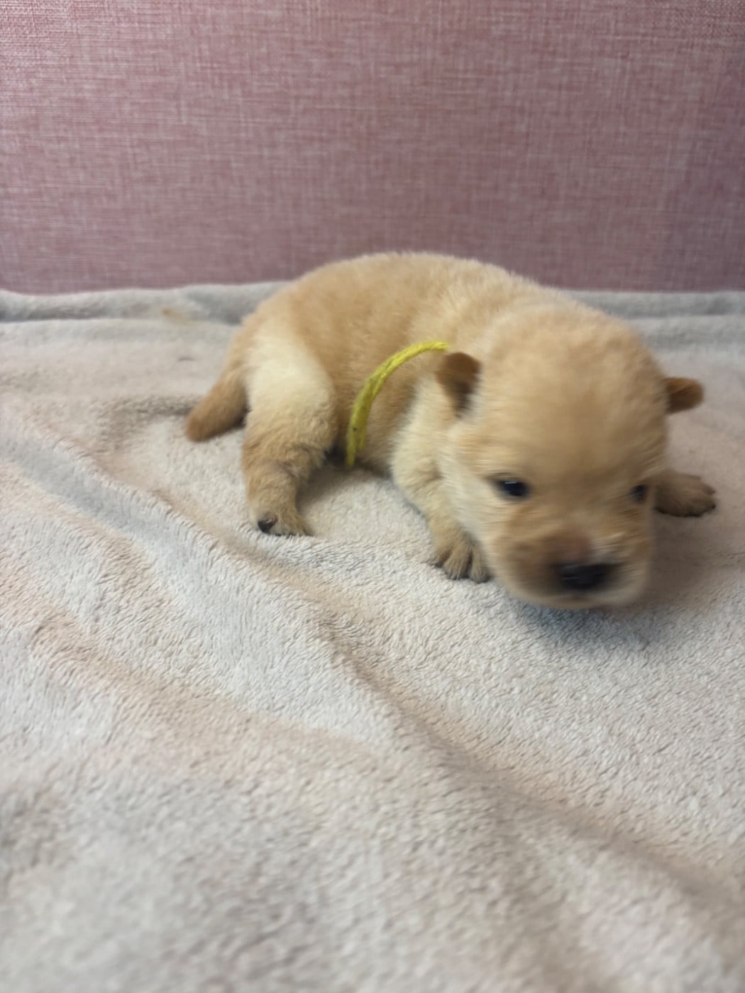CHIOT 3