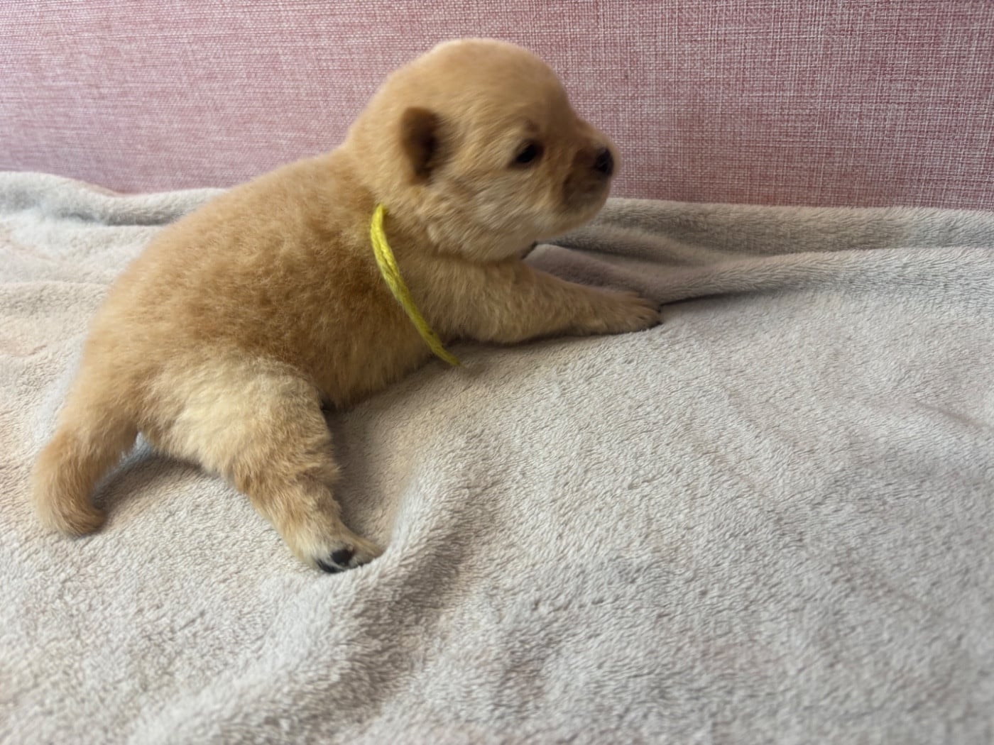 CHIOT 3