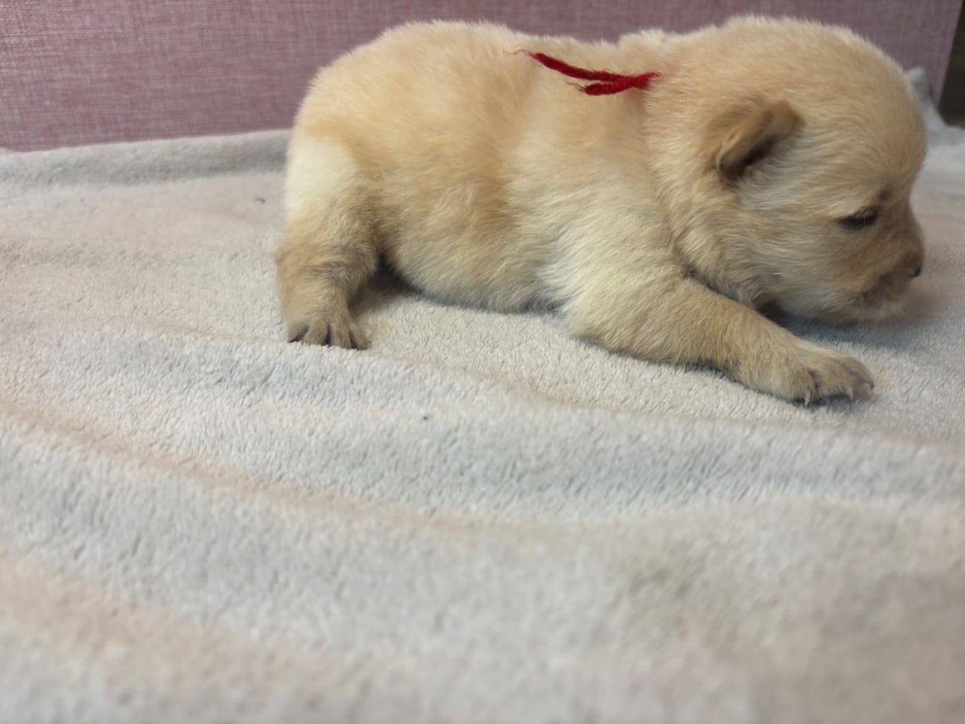 CHIOT 4