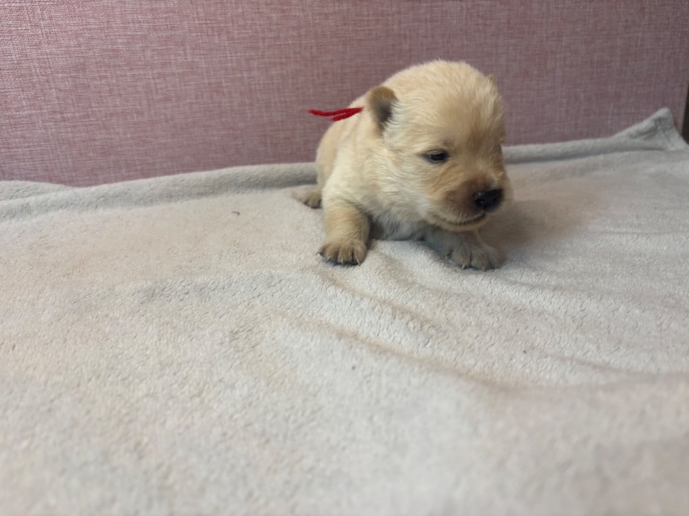 CHIOT 4