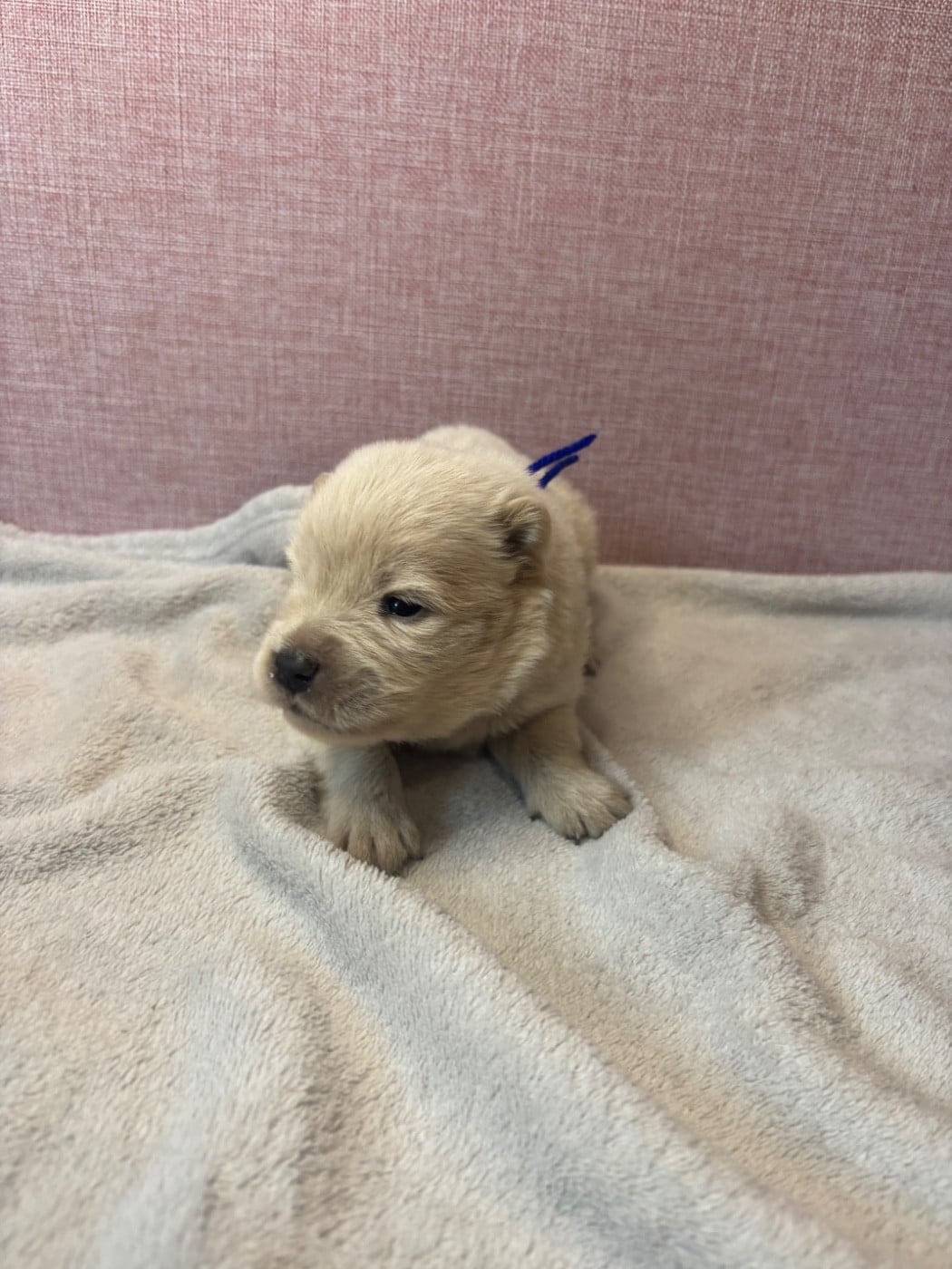 CHIOT 5