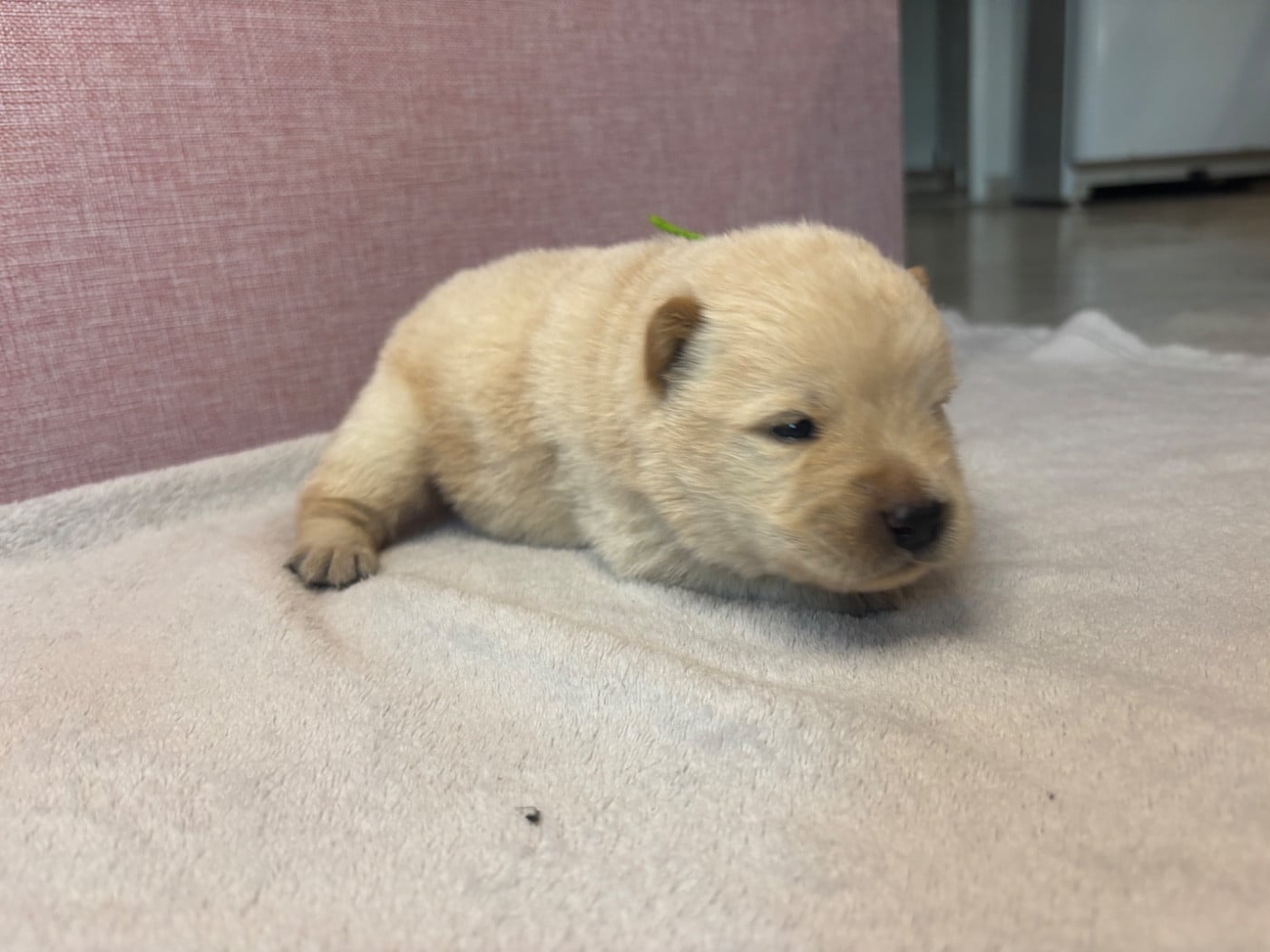CHIOT 6