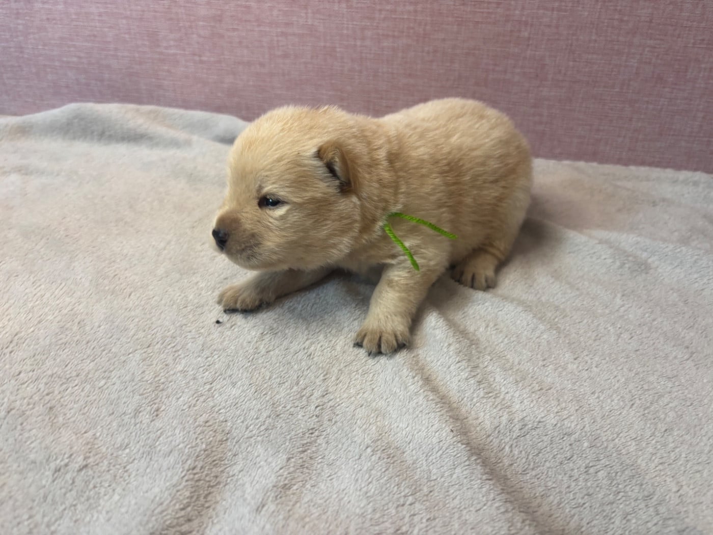 CHIOT 6