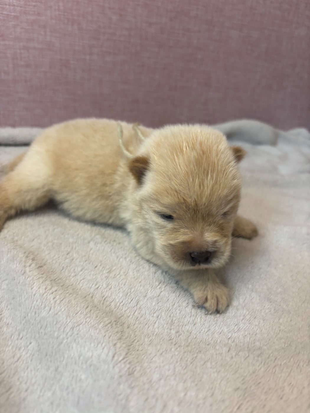 CHIOT 7