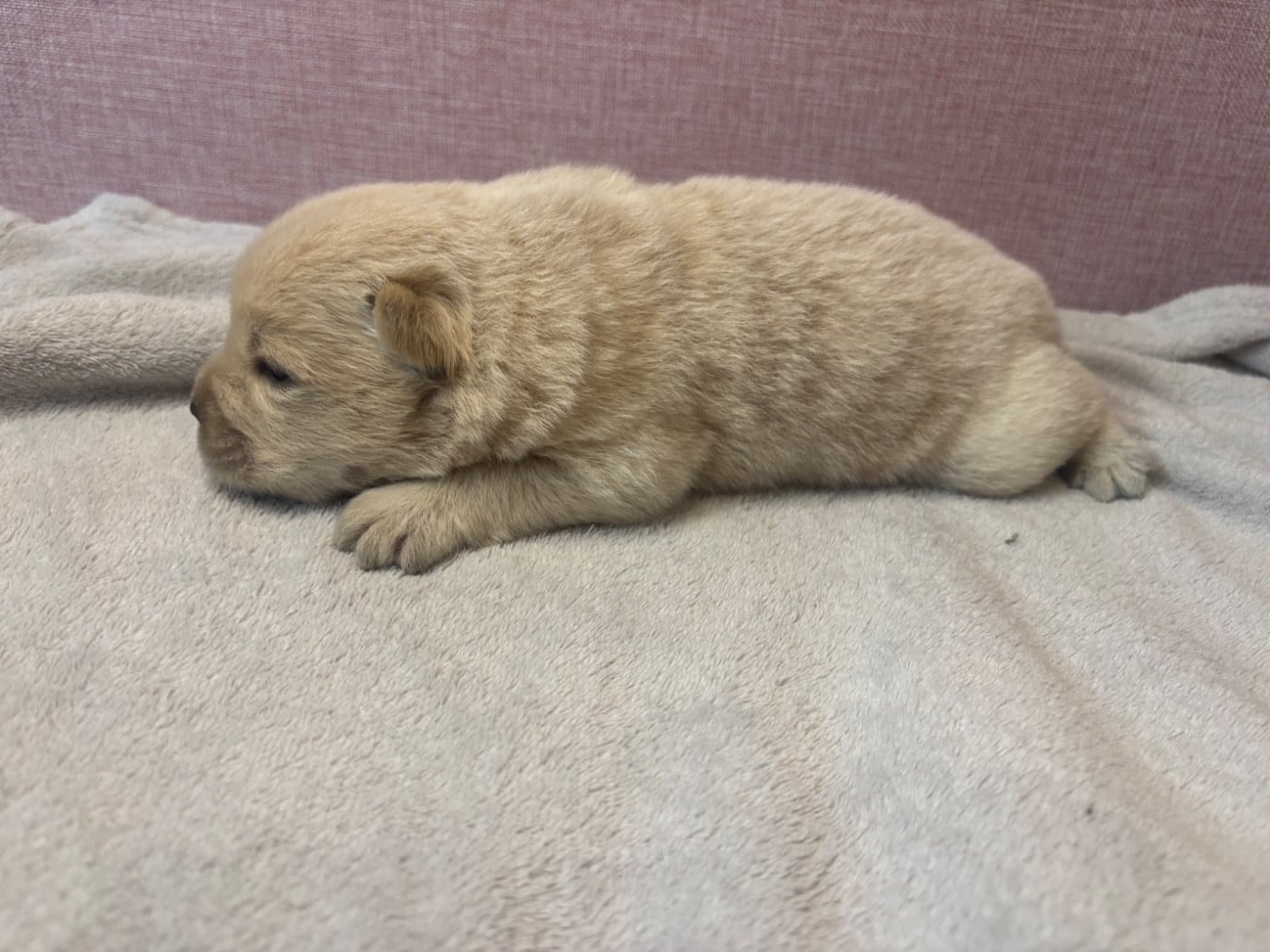 CHIOT 8
