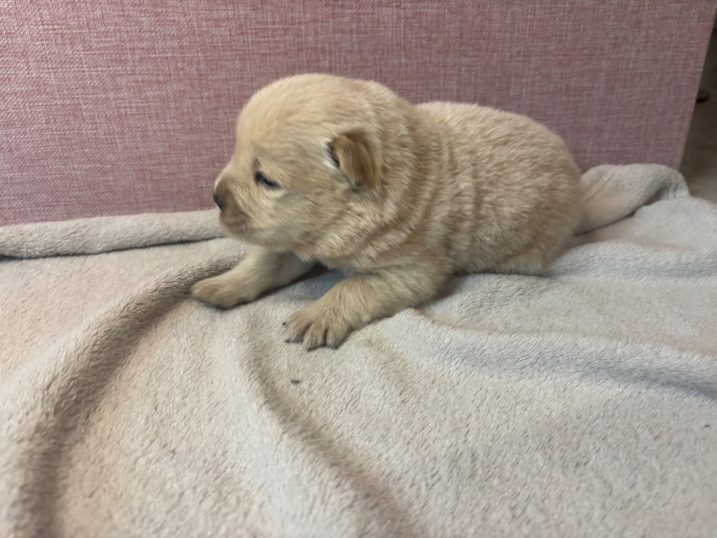CHIOT 8