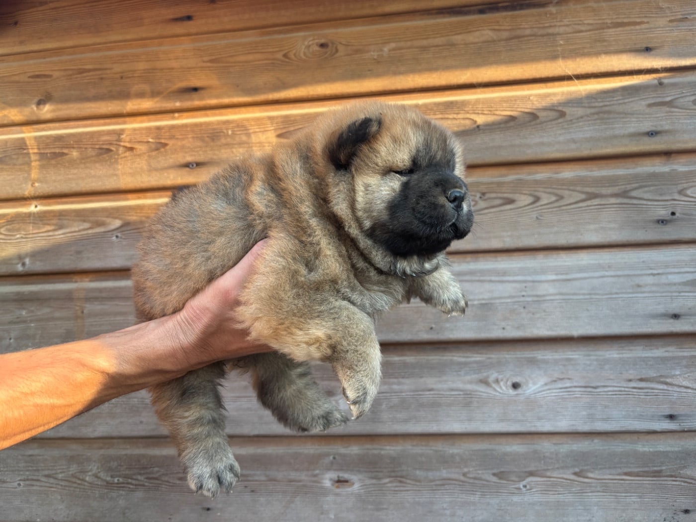 Chow Chow - Du Domaine Des Grosses Papattes