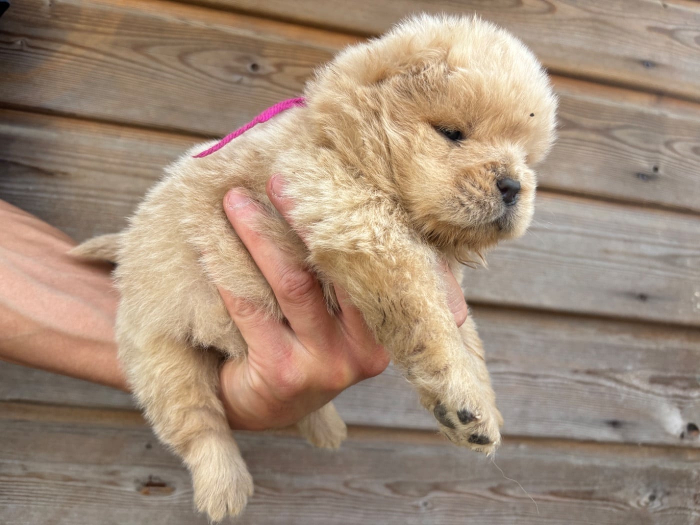 Chow Chow - Du Domaine Des Grosses Papattes