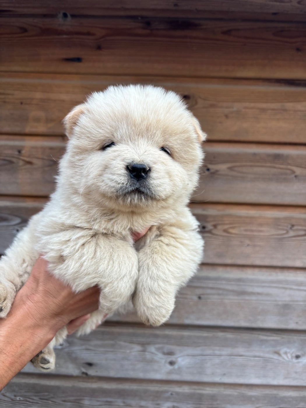 Chow Chow - Du Domaine Des Grosses Papattes