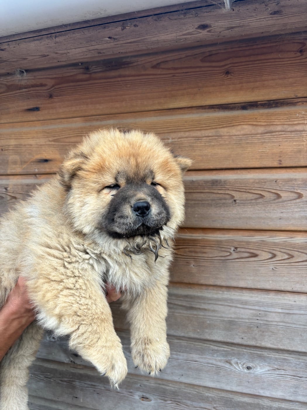 Chow Chow - Du Domaine Des Grosses Papattes