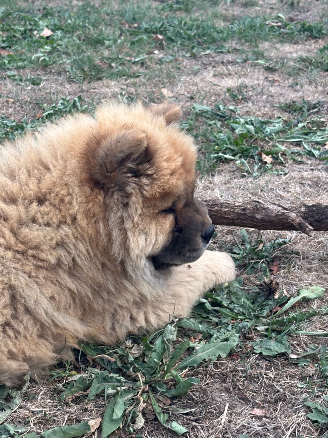 Chow Chow - Du Domaine Des Grosses Papattes