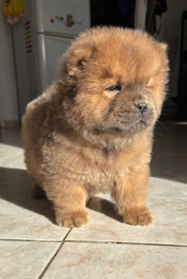 Les chiots de Chow Chow