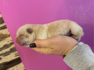 Les chiots de Chow Chow