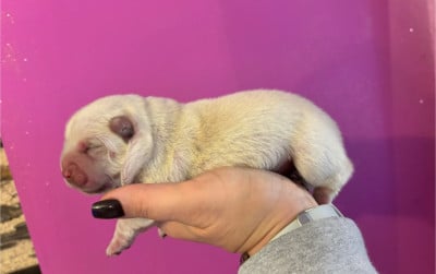 Les chiots de Chow Chow