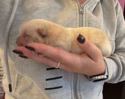 Les chiots de Chow Chow