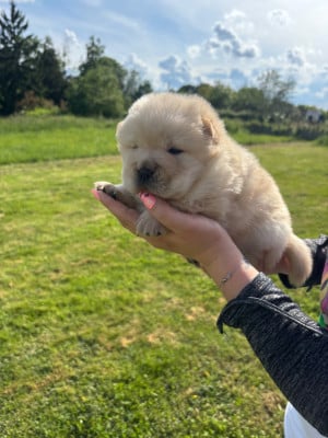 Les chiots de Chow Chow