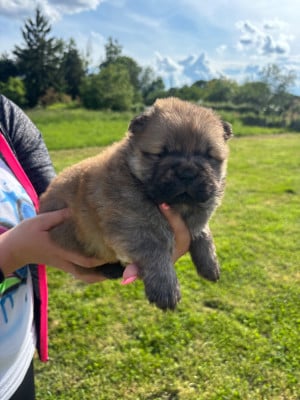 Les chiots de Chow Chow