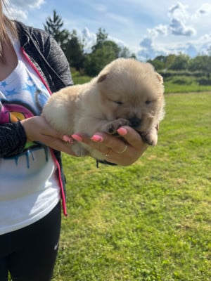 Les chiots de Chow Chow