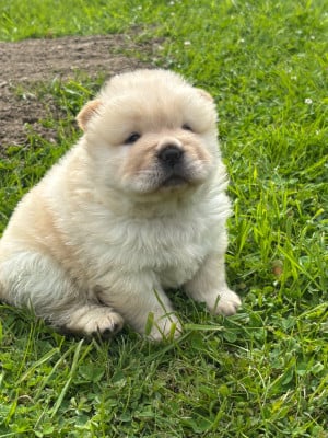 Les chiots de Chow Chow