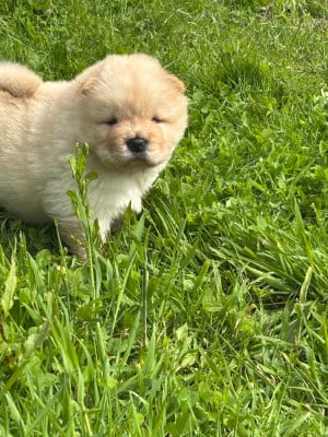 Les chiots de Chow Chow