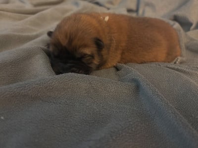 Les chiots de Chow Chow