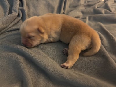Les chiots de Chow Chow