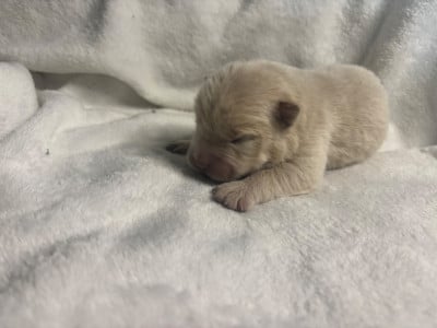 Les chiots de Chow Chow