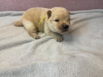 Les chiots de Chow Chow