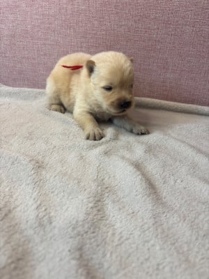 Les chiots de Chow Chow