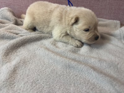 Les chiots de Chow Chow