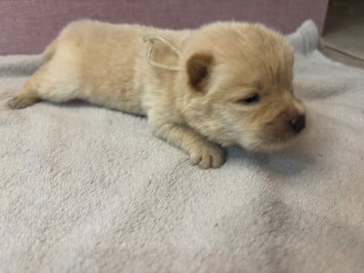 Les chiots de Chow Chow
