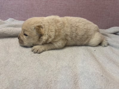Les chiots de Chow Chow