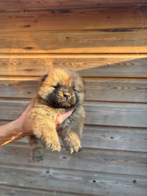 Les chiots de Chow Chow